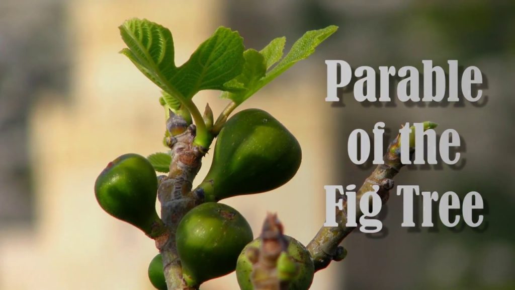 luke-13-6-9-the-purpose-of-a-fig-tree-parable-1-samuel-1-20